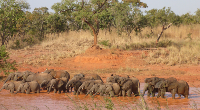 Satellite Collars to Reinforce Elephant Protection Efforts in Nigeria