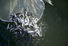 Climate change and overfishing are boosting toxic mercury levels in fish