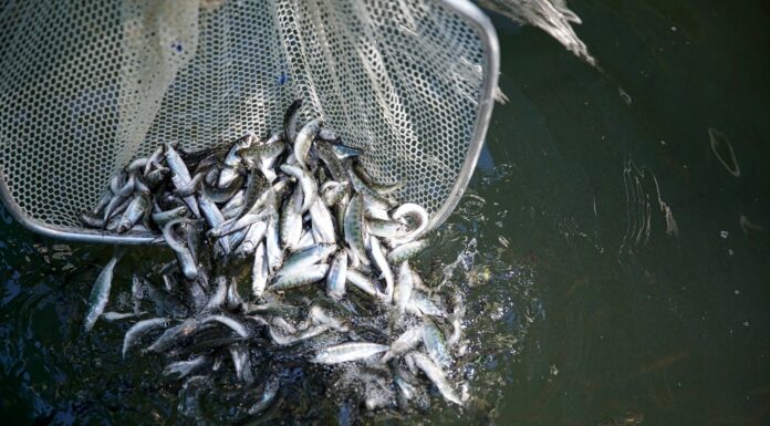Climate change and overfishing are boosting toxic mercury levels in fish