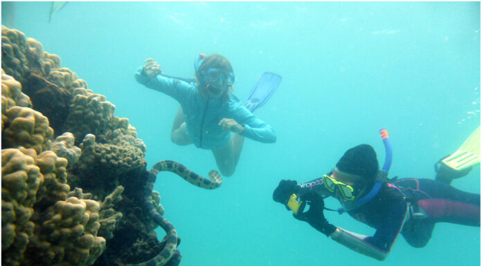 Snorkeling Grandmothers Uncover Large Venomous Sea Snake Population in New Caledonia