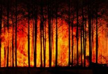 CIFOR and ICRAF join 11,000 scientists to declare ‘climate emergency’