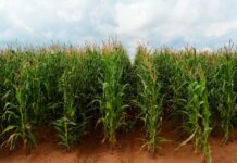 Farming in South Africa is under threat from climate change. Here’s how