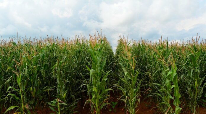 Farming in South Africa is under threat from climate change. Here’s how