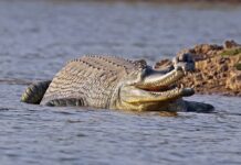 Critically Endangered Crocodile Confirmed Nesting in Nepal After 37 Years