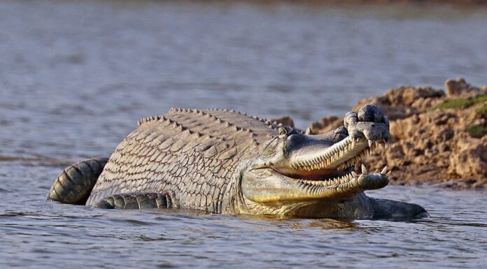 Critically Endangered Crocodile Confirmed Nesting in Nepal After 37 Years