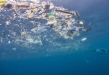 Filter Feeders Could be Ingesting Hundreds of Microplastic Particles Each Hour