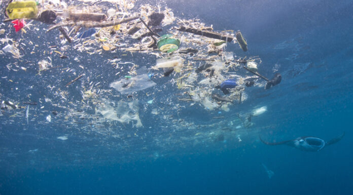 Filter Feeders Could be Ingesting Hundreds of Microplastic Particles Each Hour