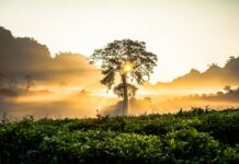 Food, Water, Economic Security Improved Through Blueprint for Ecological Restoration Standards