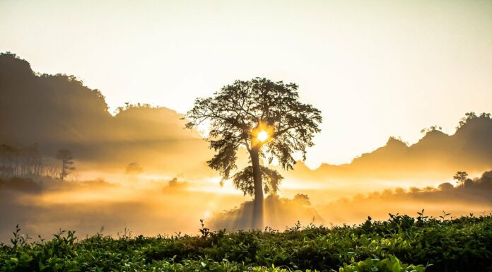 Food, Water, Economic Security Improved Through Blueprint for Ecological Restoration Standards