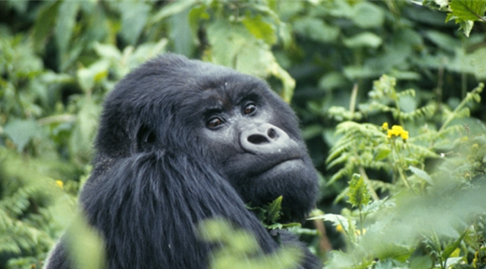 Endangered Mountain Gorilla Population Continues to Rise