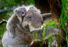 Towards Two Billion Trees: New Plan to End Deforestation and Aid Koala Recovery in Australia