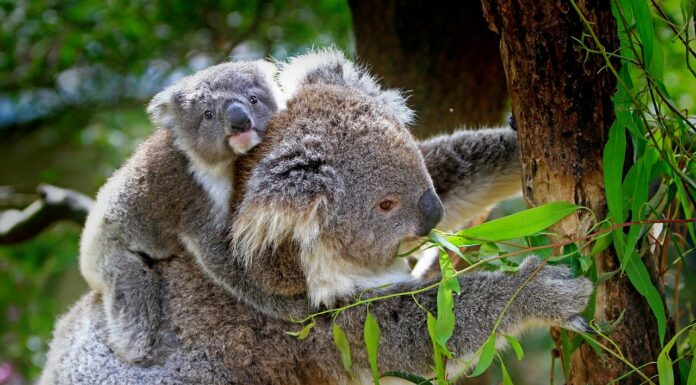 Towards Two Billion Trees: New Plan to End Deforestation and Aid Koala Recovery in Australia