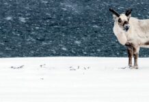 Svalbard Reindeer Population on the Rise, study says