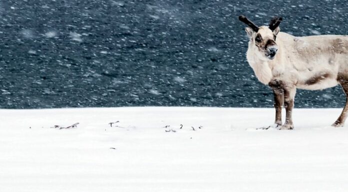 Svalbard Reindeer Population on the Rise, study says