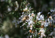 Climate Change: Bees are Disorientated by Flowers’ Changing Scents