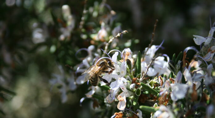 Climate Change: Bees are Disorientated by Flowers’ Changing Scents