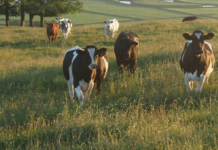 Climate Crisis: The Countryside Could be Our Greatest Ally- if We Can Reform Farming
