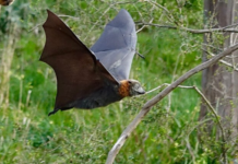 China Temporarily Bans Wildlife Trade to Contain Coronavirus Outbreak