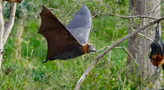 China Temporarily Bans Wildlife Trade to Contain Coronavirus Outbreak