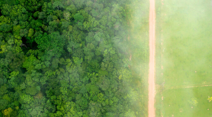 Revolutionize Food Production System or Face Mass Deforestation, Scientists Warn