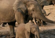 A First for Large African Mammals: DNA Used to Count Gabon’s Endangered Forest Elephants