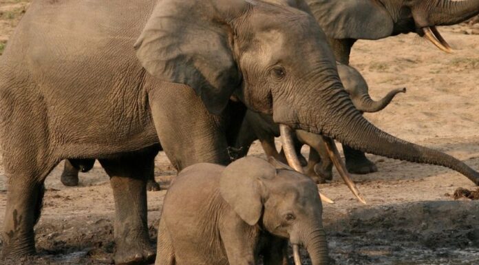 The Carbon Sequestration Powers of the Near-Extinct Forest Elephant