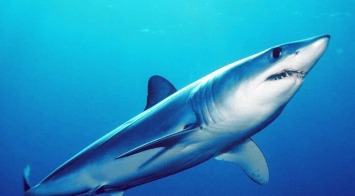 Peruvian Government Proposes New Marine Reserve Harboring 1,100 Species