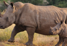 Rhino Poaching Has Declined in South Africa for Fifth Consecutive Year