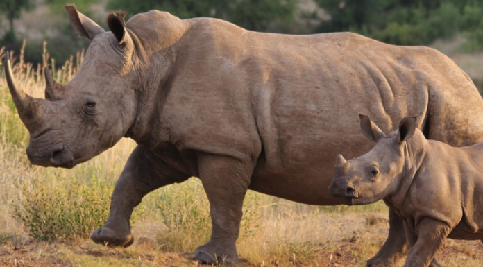 Rhino Poaching Has Declined in South Africa for Fifth Consecutive Year