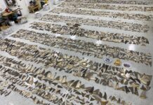 1,400 Pounds of Shark Fins Seized in Miami