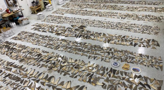 1,400 Pounds of Shark Fins Seized in Miami