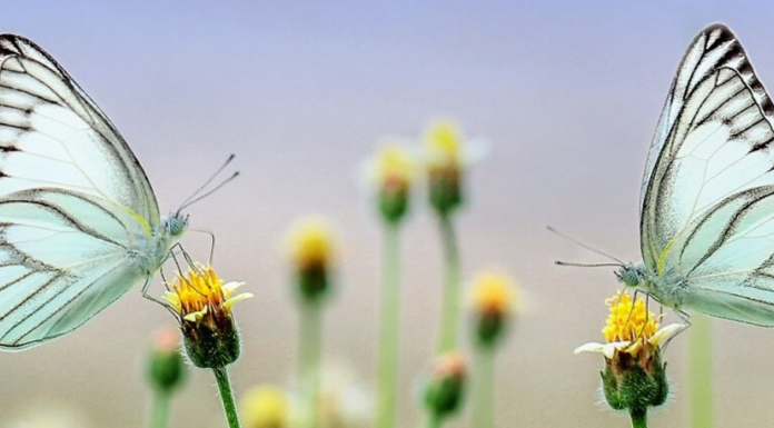 Unilever Launches €1 Billion Climate and Nature Fund
