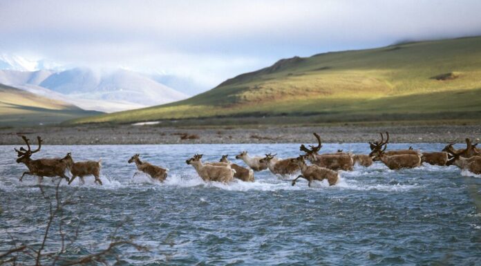 JPMorgan Chase, Wells Fargo to No Longer Fund Arctic Drilling