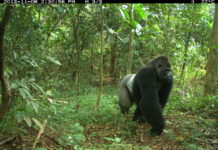 EU Funding to Aid in Conservation of the World’s Rarest Gorilla