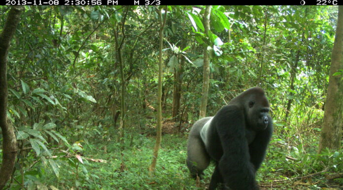 EU Funding to Aid in Conservation of the World’s Rarest Gorilla