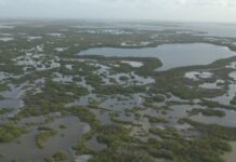 Protecting Mangroves Can Prevent Billions of Dollars in Global Flooding Damage Every Year