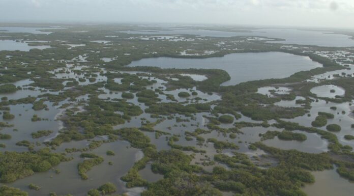 Protecting Mangroves Can Prevent Billions of Dollars in Global Flooding Damage Every Year