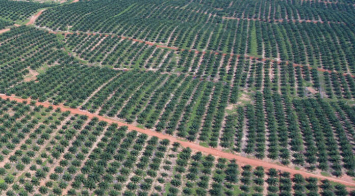 South Korea Trading Giant Vows Zero Deforestation in Papua Palm Oil Operation