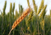 Global Farmland is Expanding Due to Climate Change- What Does this Mean for the Planet?