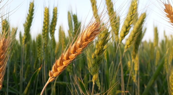 Global Farmland is Expanding Due to Climate Change- What Does this Mean for the Planet?