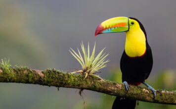 Recipe for Slowing Species Loss and Cutting Extinction Risk in Half