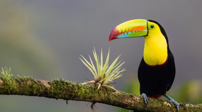 Recipe for Slowing Species Loss and Cutting Extinction Risk in Half