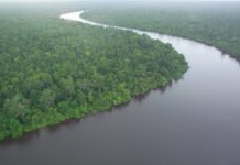Peatland Restoration Could Prevent Nearly 400 Million Tonnes of Carbon Dioxide Each Year