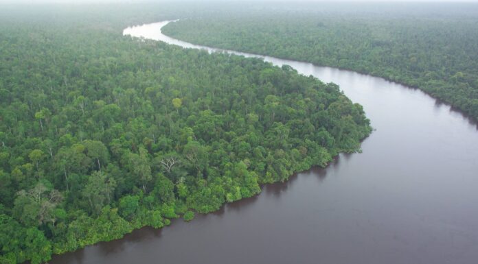 Peatland Restoration Could Prevent Nearly 400 Million Tonnes of Carbon Dioxide Each Year