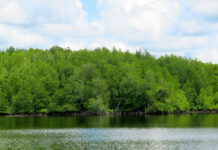 Papua Mangroves Could Help Indonesia Coast to Climate Targets