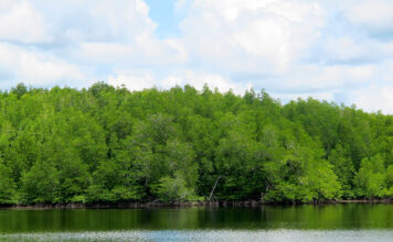 Papua Mangroves Could Help Indonesia Coast to Climate Targets