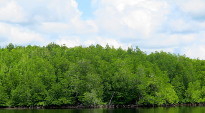 Papua Mangroves Could Help Indonesia Coast to Climate Targets