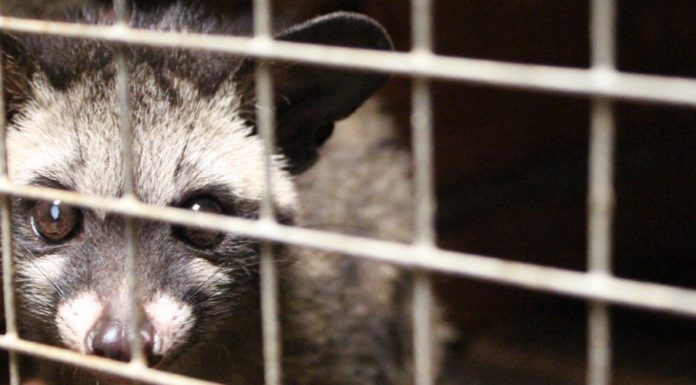 Global Wildlife Coalition Launches to End Wildlife Trade, Stop Future Pandemics