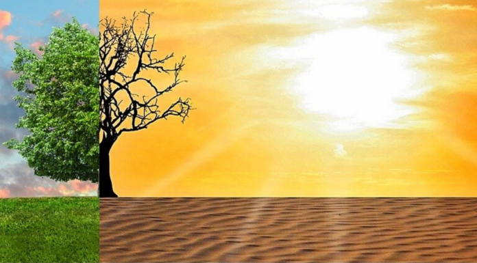 Universities Form Global Alliance to Tackle Climate Crisis