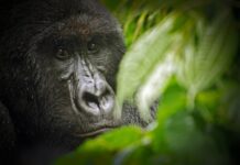 Leonardo DiCaprio Helps Raise $2 Million to Support Mountain Gorilla Conservation